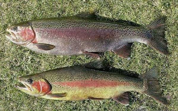 路亚钓鳟鱼用什么拟饵好?