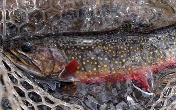 冰钓鳟鱼用什么饵料?