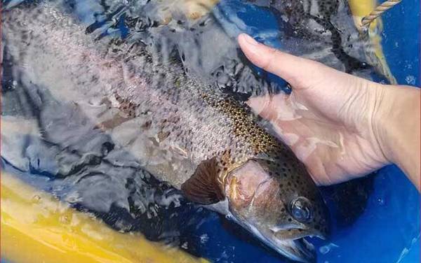 冰钓鳟鱼用什么饵料?