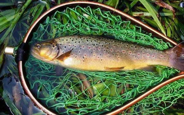 虹鳟鱼一般吃什么路亚饵?