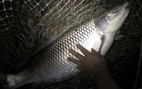 野河夜钓用什么饵料?