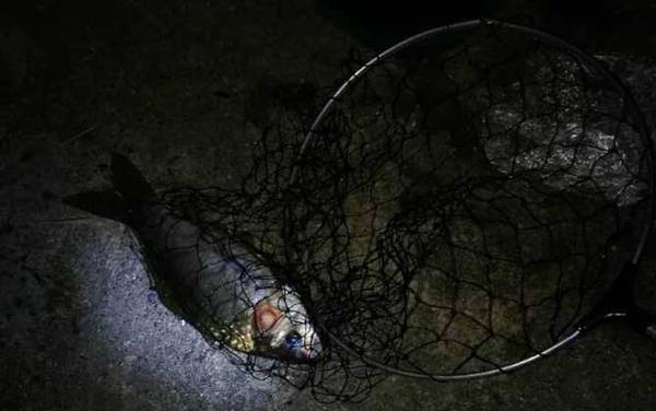 野河夜钓用什么饵料?