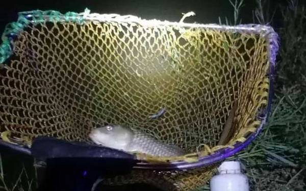 野河夜钓用什么饵料?