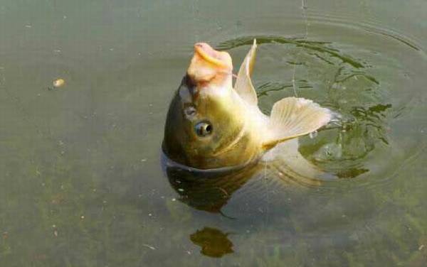 花生麸打窝钓鲤鱼怎么样?