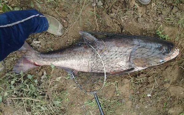 花鲢喜欢吃什么味型的饵料?