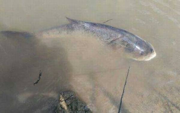 钓花鲢用什么饵料最好?