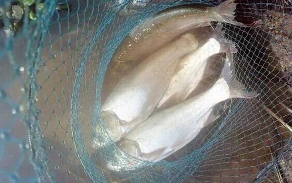 钓鲢鳙最好用的商品饵料