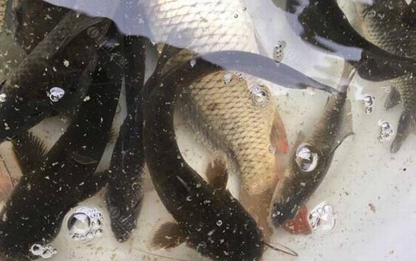 用什么饵料钓鲶鱼最快?