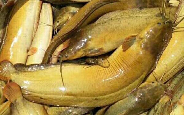 钓鲶鱼用什么窝料效果好?