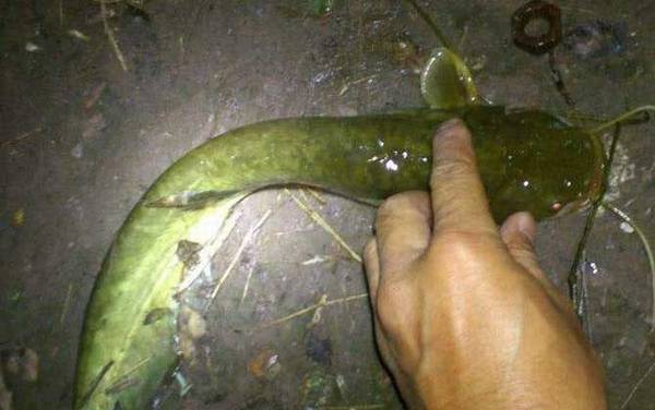 钓塘角鱼用什么饵最好?