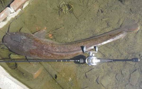 泥鳅钓鲶鱼效果怎么样?