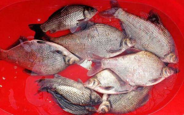 钓鳊鱼用什么饵料最好?