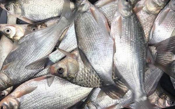 钓鳊鱼用什么饵料最好?