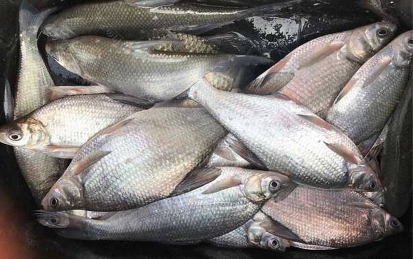 钓鳊鱼经典饵料配方大全