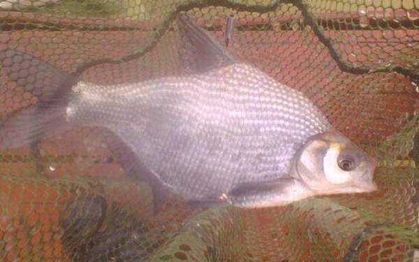 黑坑钓鳊鱼用什么饵料?