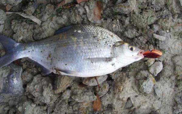 钓鳊鱼用什么味型饵料?