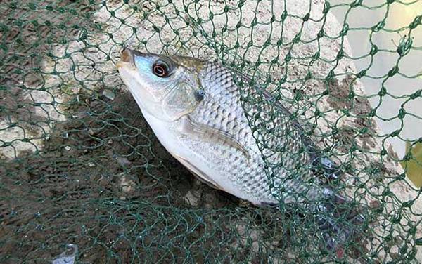 ���޷�����ʲô������ã�