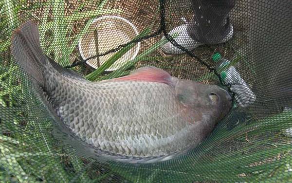 钓大罗非饵料排名第一的是什么?