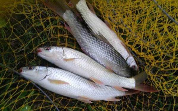 鲮鱼喜欢吃什么味型的饵料?