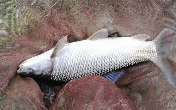 鲮鱼用什么饵料最好钓?