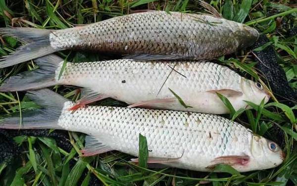 鲮鱼用什么饵料最好钓?