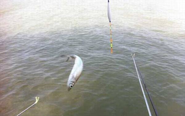 用什么饵料钓白条鱼最快?