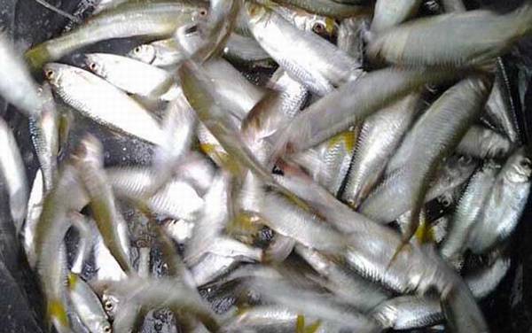 用什么饵料钓白条鱼最快?