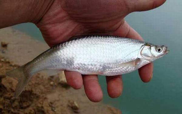 路亚钓白条鱼用什么拟饵?