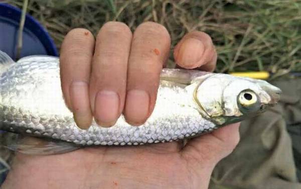 路亚钓白条鱼用什么拟饵?