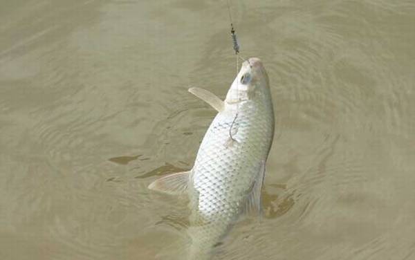 速攻918能不能钓鲮鱼?