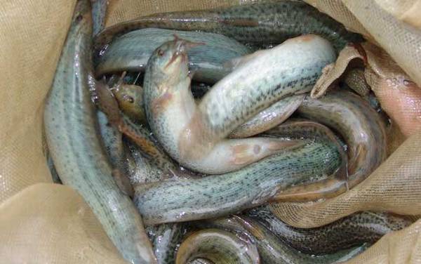 捉野生泥鳅用什么诱饵最好?