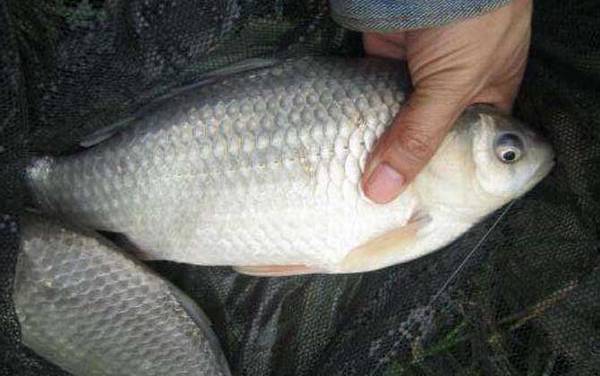 冬天钓鲫鱼用什么饵料最好?