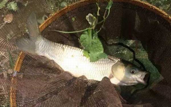 鲤鱼爱吃腥味还是香味饵料?