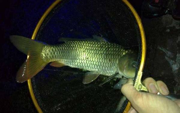 鲤鱼爱吃腥味还是香味饵料?