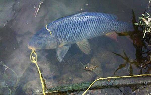 鲤鱼爱吃腥味还是香味饵料?