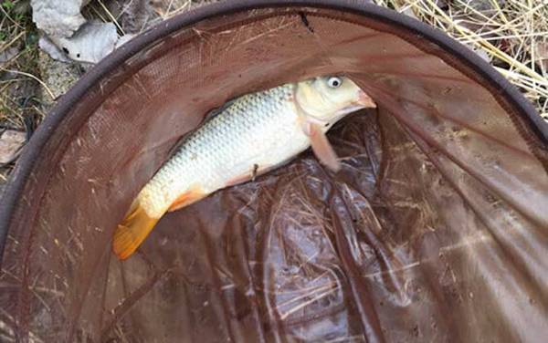 天冷鲤鱼吃什么味型饵料?