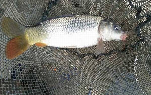 自制钓鲤鱼饵料配方大全