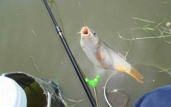 钓鲤鱼用什么饵料最好?