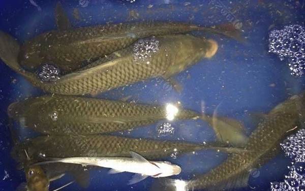 钓鲤鱼小药哪种最好?