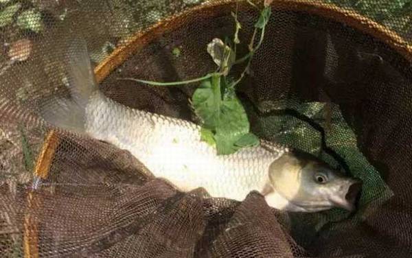 野钓鲤鱼用什么饵料最好?