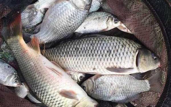 最好用的野钓鲤鱼饵料有哪些?
