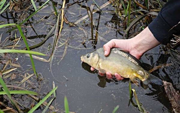 水库钓鲤鱼用什么饵料?