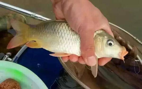 冬季钓鲤鱼用什么打窝最好?