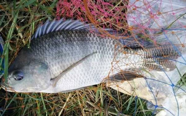 罗非鱼用蚯蚓好钓吗?