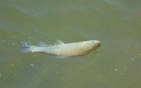 草鱼最爱吃什么饵料?