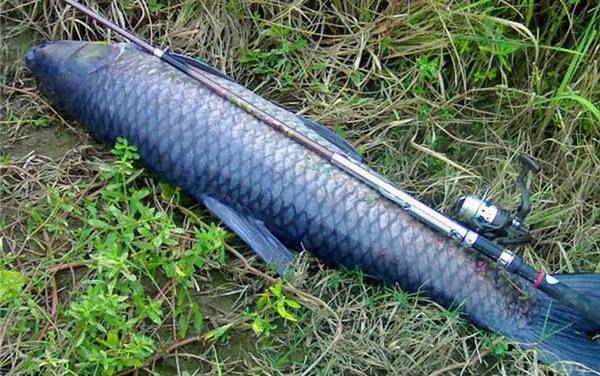 青鱼最爱吃什么饵料?