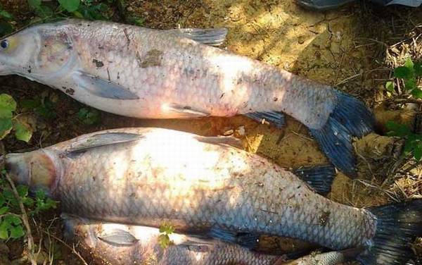 野钓青鱼用什么饵料最好?