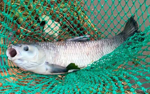 青鱼喜欢吃什么味型的饵料?