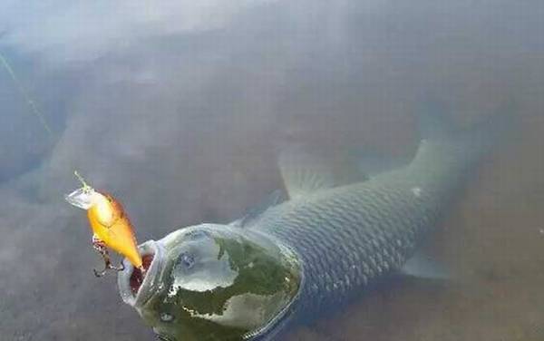 青鱼喜欢吃什么味型的饵料?