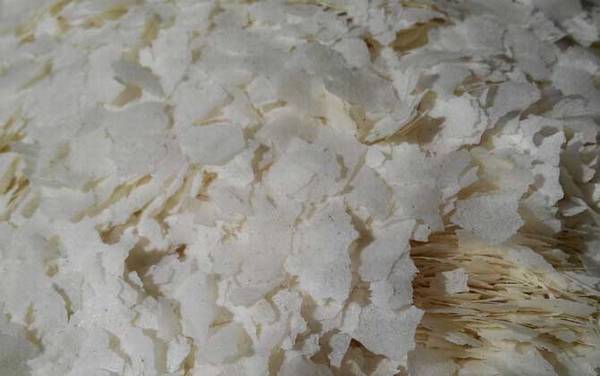 饵料加雪花粉一般多少比例?